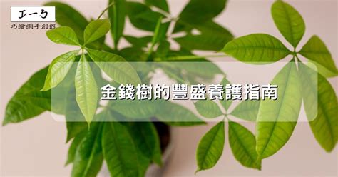 金錢樹花|金錢樹的豐盛養護指南：吸引財富與繁榮 